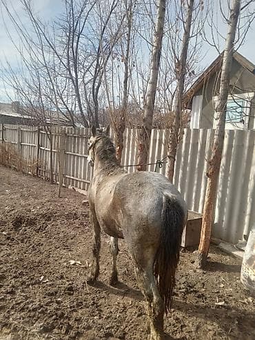 ит мал айдаган: Сатам | Байтал | Жумушка — 6