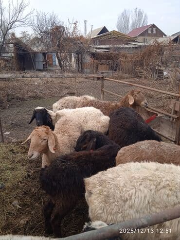 рыбки цена: Продаю | Овца (самка) | Полукровка | Для разведения, Для шерсти, На забой | Матка — 3