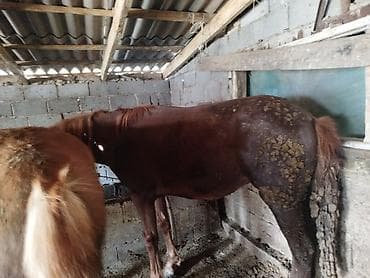 Ветеринар кызматы: Сатам | Бээ (ургаачы) | Союуга — 1