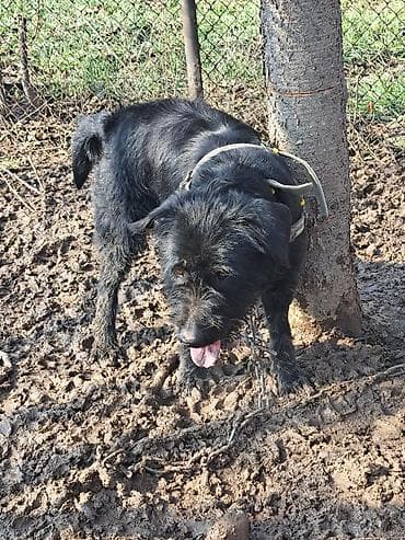 шпиц собака купить: 2 года, Самец, С прививкой — 2