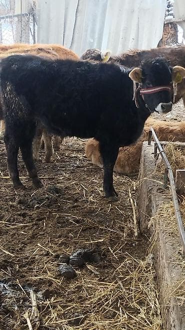 животные для дома: Продаю | Тёлка | На откорм | Нетель — 3