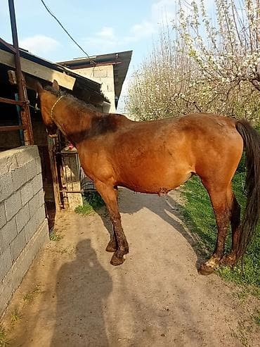 жеребенок купить: Продаю | Кобыла (самка) — 4