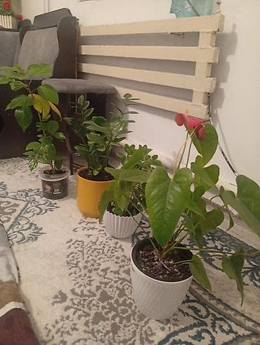 себе: Все за 3000 сом срочно Домашние комнатные растения в горшках (набор) — 2