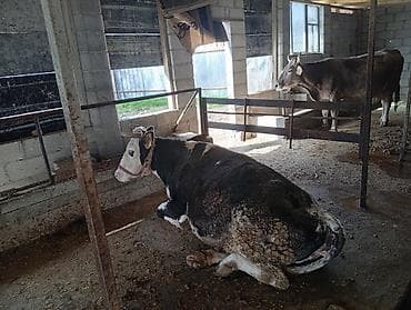 Мышыктар: Сатам | Уй (ургаачы) | Аргын | Сүт алуу үчүн | Байланган — 2