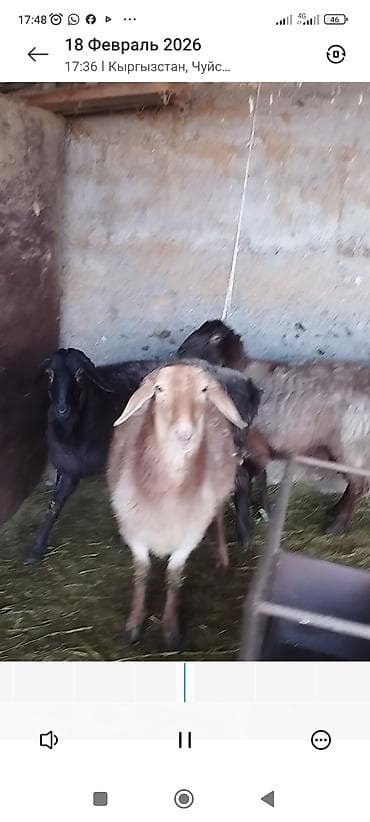 сколько стоит дворняга: Продаю | Овца (самка) | Полукровка | Для разведения | Котные — 3