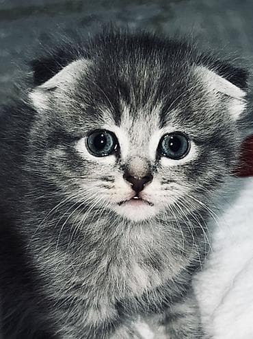 ориентальная кошка: Предлагается котенок с уникальным окрасом, сочетающим серые и темные — 1