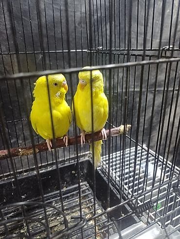 зоомагазин питомец бишкек: Волнистые попугаи — редкие окрасы - Пара лимонно‑желтых волнистых — 1