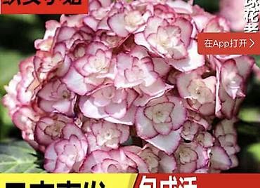 м гвардия: Продаю саженцы 20-летней гортензии. Гортензия крупнолистная (Hydrangea — 9