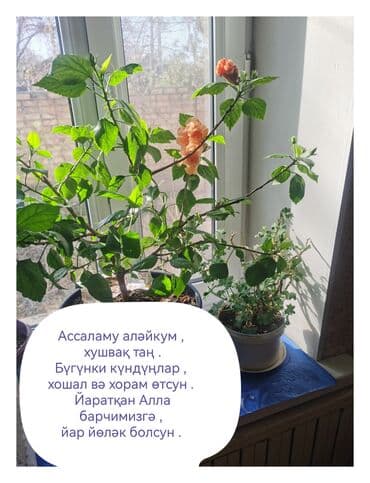 гортензия цены в бишкеке: Гибискус красный махровые и фикуси . Цена договорная количество — 5