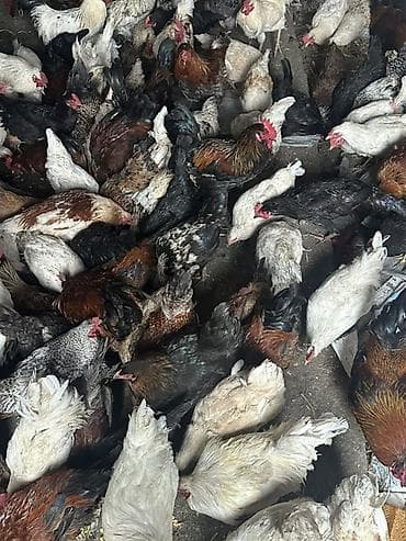 козу сатылат: Сатам | Тооктор | Үй | Көбөйтүү үчүн — 4