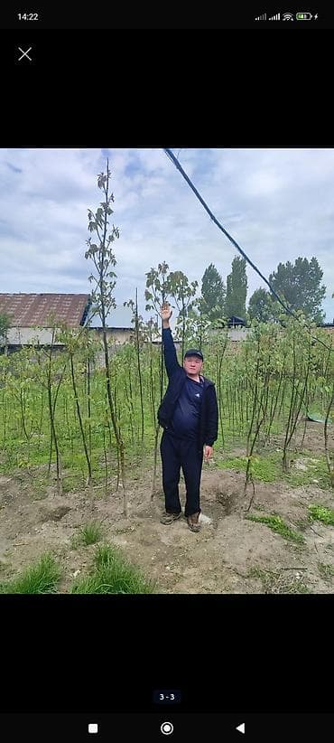 продажа саженцев плодовых деревьев: Жаңгак көчөт сатам,сорту сонун кабыгы жука жана чоң,кирпичный район,2 — 1