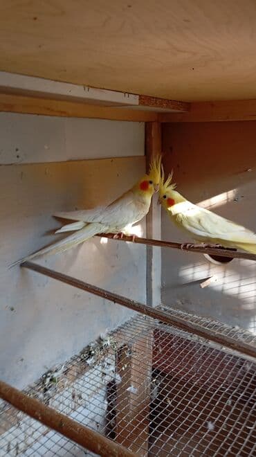 Иттер: Пара декоративных птиц в клетке. Предлагаются: - Волнистые — 4