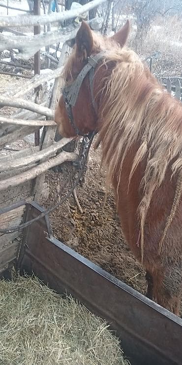 Продам кобылу