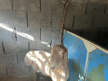 чон арвк: Сатам | Ургаачы кой (ургаачы) | Арашан | Көбөйтүү үчүн | Козулаган — 2