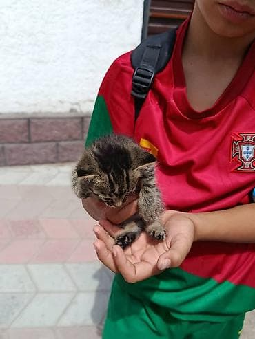 кошки лысые: Котёнок тигрового окраса - Пушистый малышь с классическим тигровым — 2
