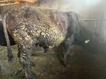 племенные коровы молочные купить: Продаю | Бык (самец) | На откорм | Племенные — 7