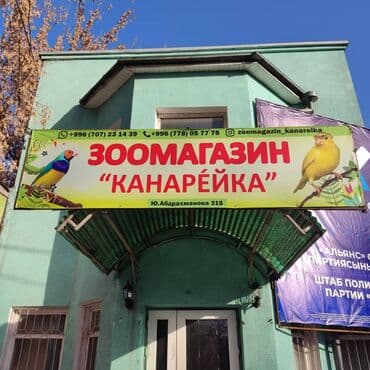 в связи с переездом отдам попугая жако в добрые руки: Годовалые попугаи. К неволе ожереловые попугаи приспосабливаются очень — 6