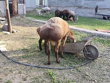 брама изабелла: Продаю | Баран (самец) | Для разведения | Матка — 5