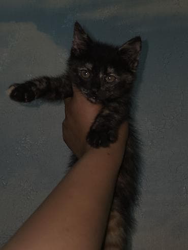 сеамская кошка: Сиамская, 1 месяц, Девочка, Приучена к лотку — 3