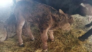 обмен на корову: Продаю | Корова (самка), Музоо, торпок | После отела — 4