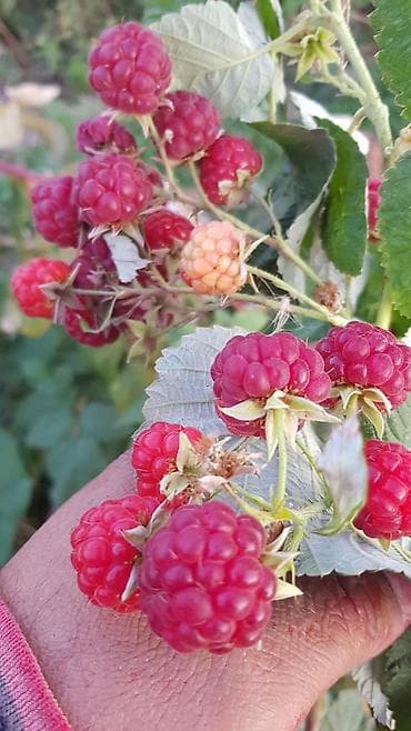 работа грушик: Требуются работники на поле ухаживать за малиной и собирать малину — 3