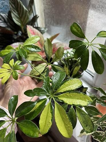 шеффлера: Шеффлера вариегатная (Schefflera arboricola) в горшке. - Декоративные — 1