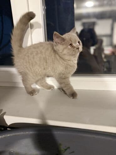 шотландская кошка бишкек: Скотиш Страйт (Шотландская прямоухая), 1 месяц, Девочка, Лиловый, Приучена к лотку — 2