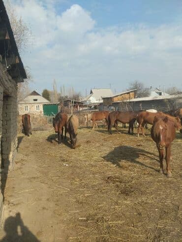 Собаки: Продаю | Кобыла (самка) | Рабочий — 2