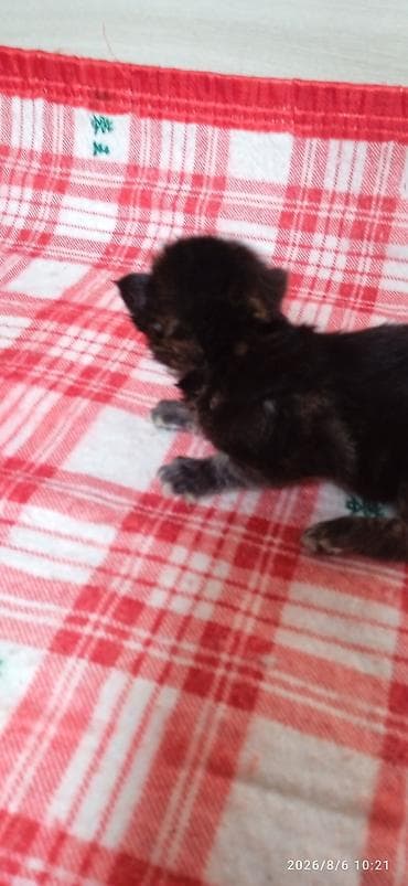 кошка арча бешик: Мейн-Куны 🥰🥰🥰 Предлагаются к брони котята Рысята ❤️ — 5