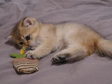 scottish fold: Скотиш Страйт (Шотландская прямоухая), 3 месяца, Девочка, Золотая шиншилла — 3