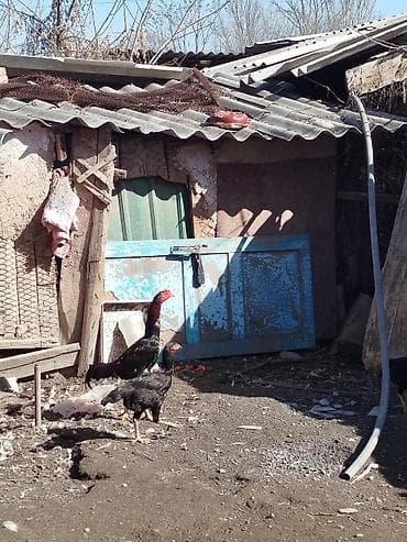 Мышыктар: Сатам | Короздор | Тебиштирүүчү | Көбөйтүү үчүн — 3