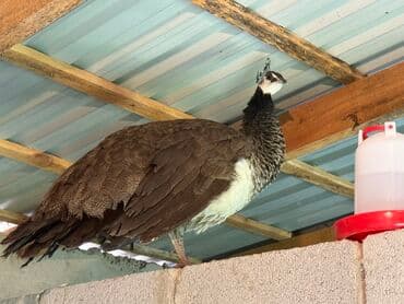 яйцо индюшиное: Самовывоз — 1