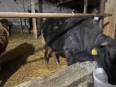 Иттер: Сатам | Уй (ургаачы), Кунаажын — 2