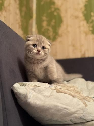 кошка породы мейн кун: Шотландские котята (скоттиш-фолд и скоттиш-страйт) - Порода — 1