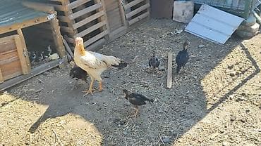 Птицы: Срочно продаю цыплят хорошие, и активные здоровые не болеют свободный — 2