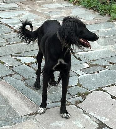 Услуги ветеринара: Порода: борзая, Тайган (тип салюки/другая восточная борзая). Окрас — 3