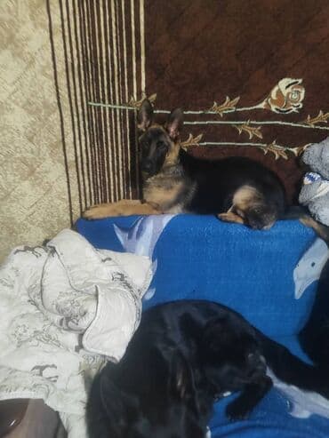 собака коли: Немецкая овчарка, 5 месяцев, Самка, С родословной, С прививкой — 6