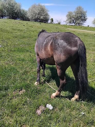 жаныбарлар: Сатам | Бээ (ургаачы) | Жумушка — 8