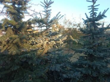 сколько стоит большой аквариум: Декоративдик дарактар — 1