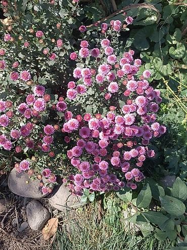 продажа комнатных цветов: Продаю декоративные растения НЕДОРОГО . Почаопокровные — 2