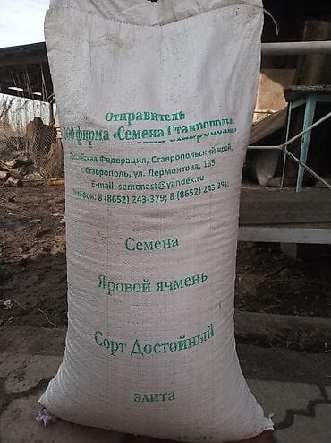 уй базар: Арпа сатылат алты кырдуу. Продается яровой ячмень сорт Достойный — 1