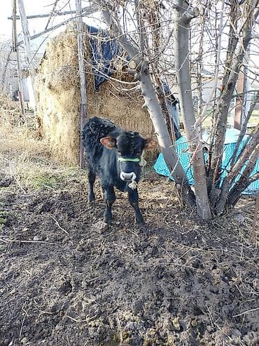 нарын торпок: Сатам | Музоо | Бордоп семиртүү үчүн | Байланган — 4