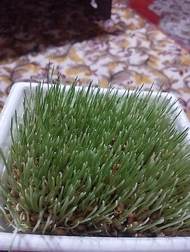 Проростки пшеницы (микрогрин) - Выращены из цельного зерна пшеницы в