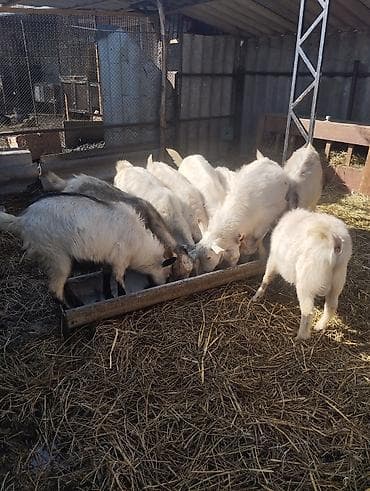 Кошки: Продаю | Козёл (самец) | Зааненская | На забой, Для разведения — 2