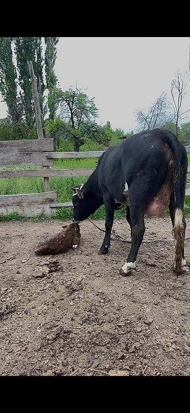 купить сокола в питомнике: Продаю | Корова (самка) | Для молока | После отела — 3