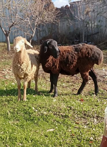 куплю недорого щенка немецкой овчарки: Продаю | Овца (самка) | Эдильбаевская | Для разведения — 3