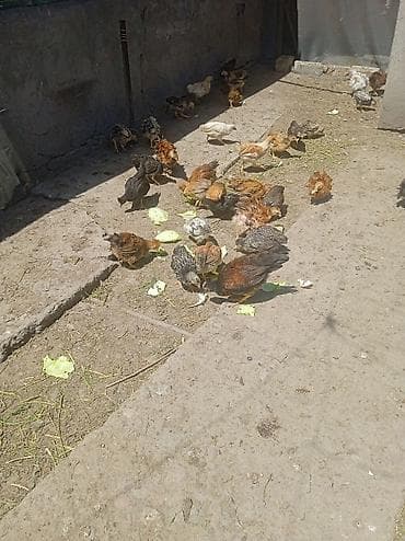 тайган собака цена бишкек: Цыплята мясояичного направления. домашние породы разные смешанные.3х — 3