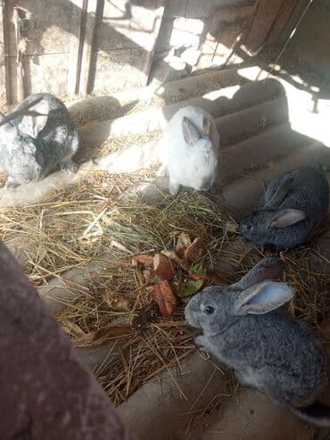 дом попугая: Продаю | Крольчата | Для разведения — 3