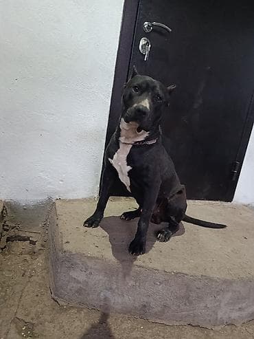 Вязка: Питбуль, Самец, 2 года, С прививкой, С родословной