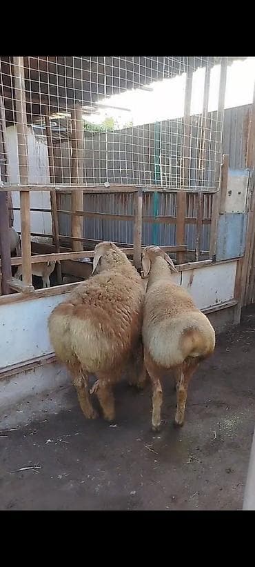 тук: Продаю | Баран (самец) | Арашан | Для разведения | Племенные — 6